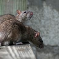 By conducting long-term monitoring studies of rats in New York, Dr. Munshi-South is uncovering new findings in the field of urban landscape genetics