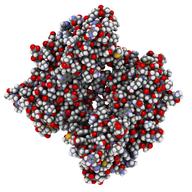 BRCA1 (BReast CAncer type 1 susceptibility, BRCT domain) DNA repair enzyme. Certain mutations in the BRCA1 gene are associated with increased breast cancer risk. Atoms shown as spheres.