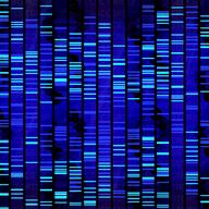 DNA Sequence 