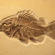 fish fossil