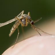 Zika is the latest mosquito-borne illness to spread. It is not lethal, but researchers are investigating possible links to birth defects.
