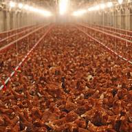 Chicken Farm, poultry