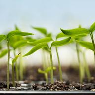 Seedlings