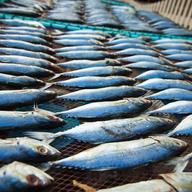 Tuna fish at market