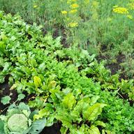 Vegetable garden