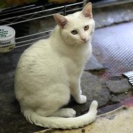 Snowball the bodega cat of Windsor Terrace