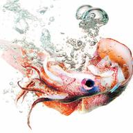 Squid