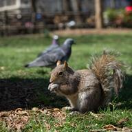 squirrel 