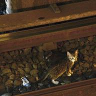 The darling felines were eventually rescued. 