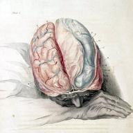 Photo of an illustration by Charles Bell, 'Anatomy of the Brain,' c. 1802