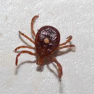 Tick