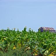 Tobacco field
