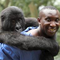 Park Ranger Andre with Ndakasi, one of the resident Mountain Gorillas of Virunga National Park.