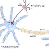 Inhibitory Cells Can Stop Signaling