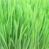 Wheatgrass