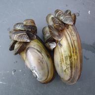 invasive species