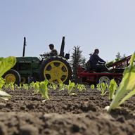 Workers plant romaine lettuce, Thursday, April 26, 2018, at the EG Richter Family Farm in Puyallup, Wash.
