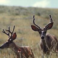 two bucks in nature, one looking at the camera