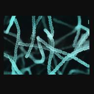 The streptomyces griseus was used to make the world’s first antibiotic for tuberculosis