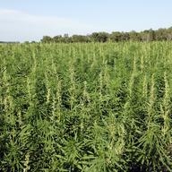 This July 2016 photo provided by the North Dakota Department of Agriculture shows industrial hemp growing in a field in North Dakota's Benson County. 
