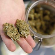 Cannabis