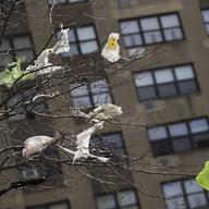  In this March 27, 2019 file photo, plastic bags are tangled in the branches of a tree in New York City's East Village neighborhood. 