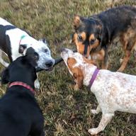Four dogs play tug-of-war with a stick in Prospect Park.