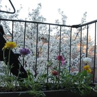 nature out the window in the city