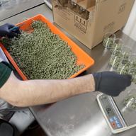 In this Friday, March 22, 2019 photo, David Lawrence, a grow employee at Compassionate Care Foundation's medical marijuana dispensary in Egg Harbor Township, N.J., sorts buds into prescription bottles