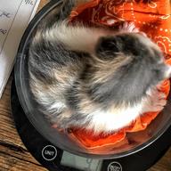 Tiny kitten in a scale, getting weighed after her bottle.