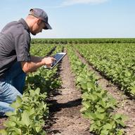 a White man kneeling on the ground on a farm with long rows of cabbages. he's examining a tablet
