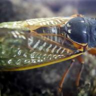 One of the millions of periodical cicadas in the area crawls on a tree on Saturday, June 1, 2019 after it emerged from a 17-year hibernation in Zelienople, Pa.