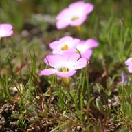 pink flowers with white centers