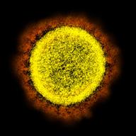 SARS-CoV-2 coronavirus particles