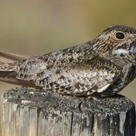 Nighthawks are a common visitor during fall migration
