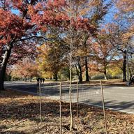 Cola's tree in Prospect Park
