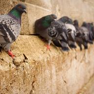 Pigeons on a building.