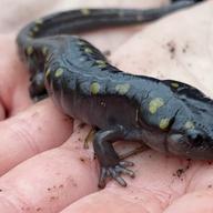 Laura Heady holds a spotted salamander.
