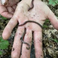 Immature jumping worms in Van Cortlandt  Park
