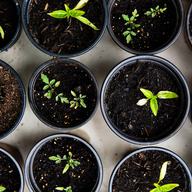 an above view of potted little green sprouts. these small sprigs will grow into tomato plants