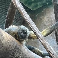 Grandpa lounging on a branch at the Staten Island Zoo.