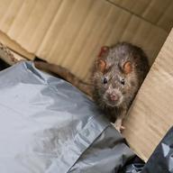 a large brown rat sits in a discarded cardboard box atop trash bags
