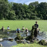 Volunteers pulling water chestnuts in Van Courtlandt Park