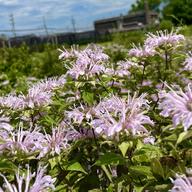fluffy pink flowers form a fuzzy matt between rows of green under a blue sky with a carefree white cloud