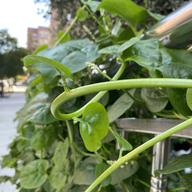 Leafy green vine climbing up a silver fence