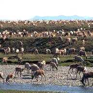 In an aggressive move that angered Republicans, the Biden administration on Wednesday, Sept. 6, 2023, canceled seven oil and gas leases in Alaska's Arctic National Wildlife Refuge.