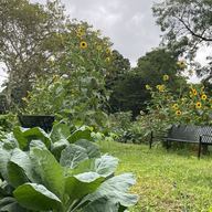 leafy collard green plants in the foreground slightly obscure two empty black metal benches which face each other in front of a riot of rangy sunflowers