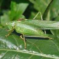 Male Great Green Bush-Cricket (Tettigonia viridissima) in Oberursel, Germany.
