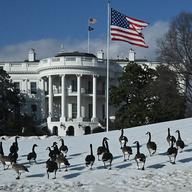 A gaggle of Canada geese are seen on the South Lawn of the White House in Washington, DC, on February 11, 2026.
