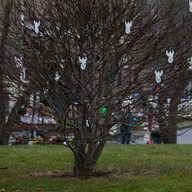 Angels hang from a tree outside of St. Rose Church in Newtown, Conn., after the deadly shooting at nearby Sandyhook Elementary School.
